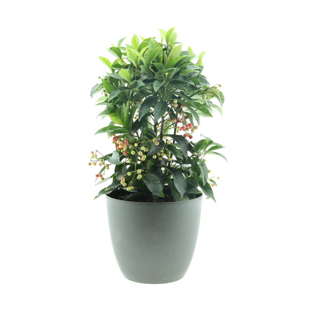 Kvetoucí pokojové rostliny - Ardísie, Klíman vroubkovaný květináč 14cm