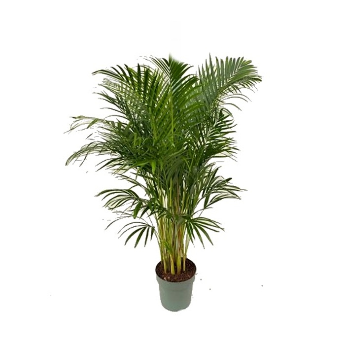 Hydroponické pokojové rostliny - Areka hydroponický květináč 27cm