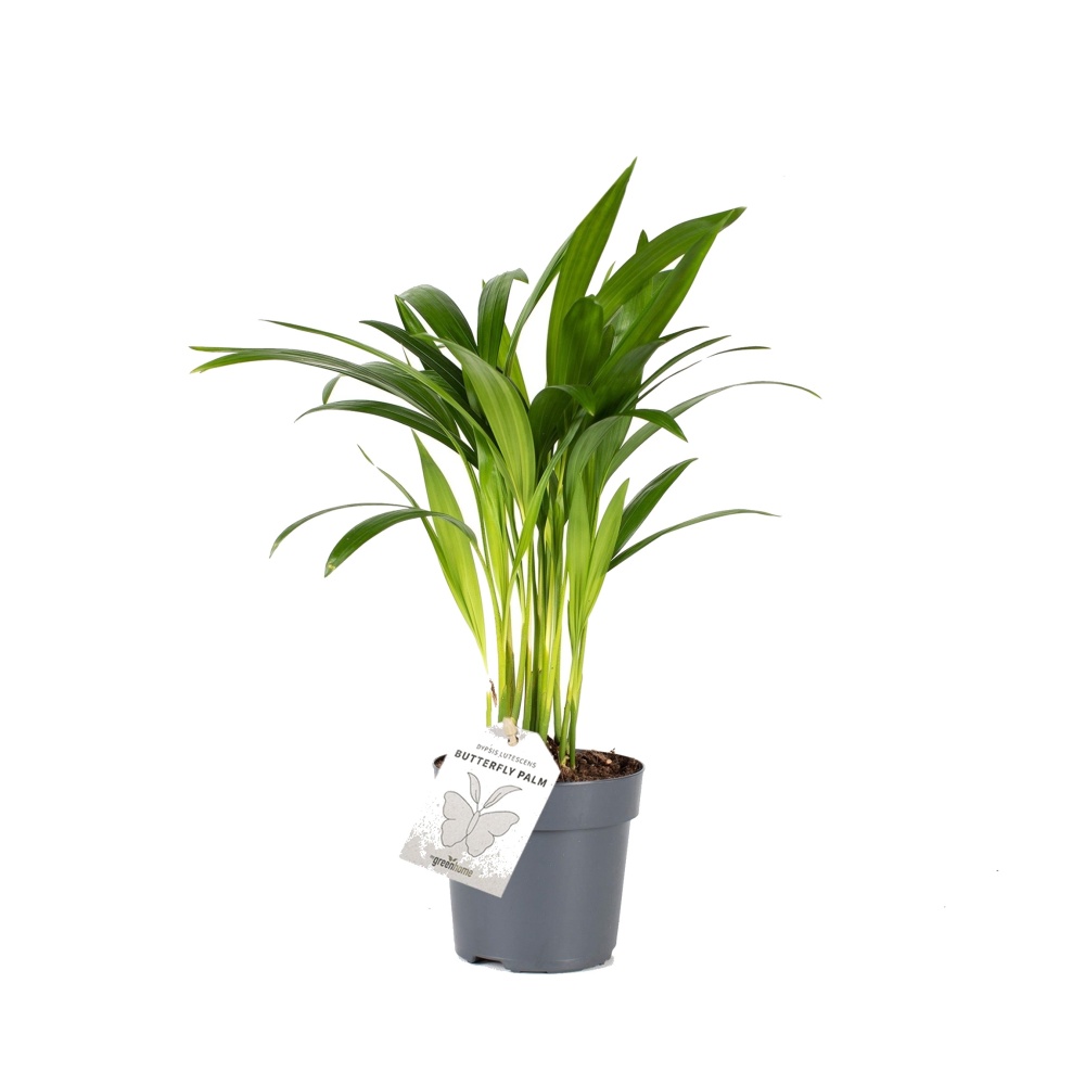 Pokojové rostliny okrasné listem - Areka květináč 11cm