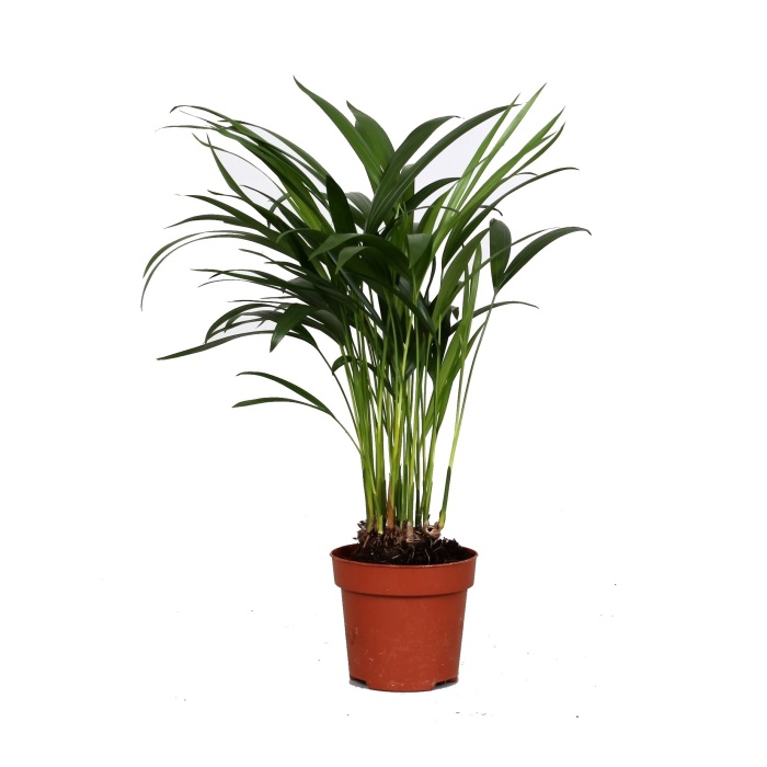 Okrasné pokojové rostliny - Areka květináč 12cm