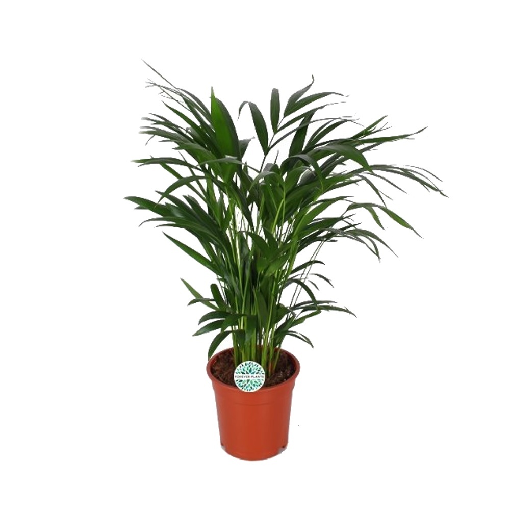 Okrasné pokojové rostliny - Areka květináč 17cm