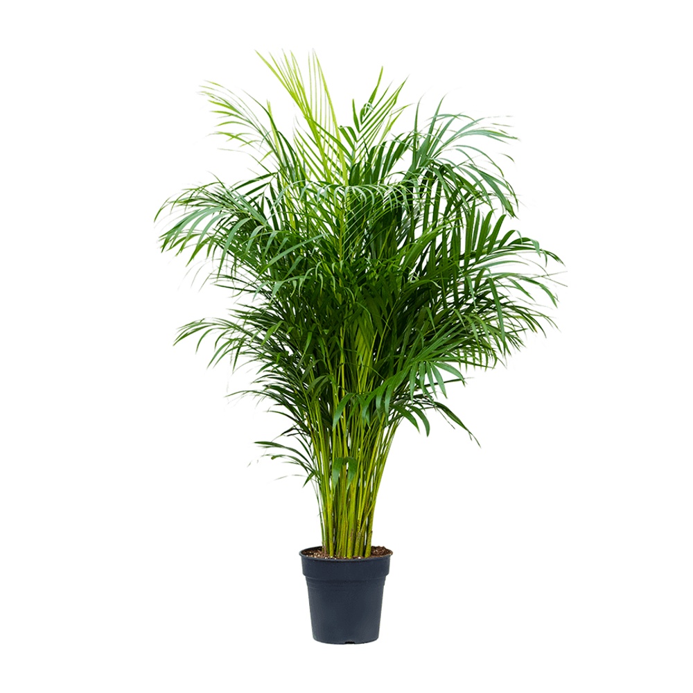 Pokojové rostliny okrasné listem - Areka květináč 27cm