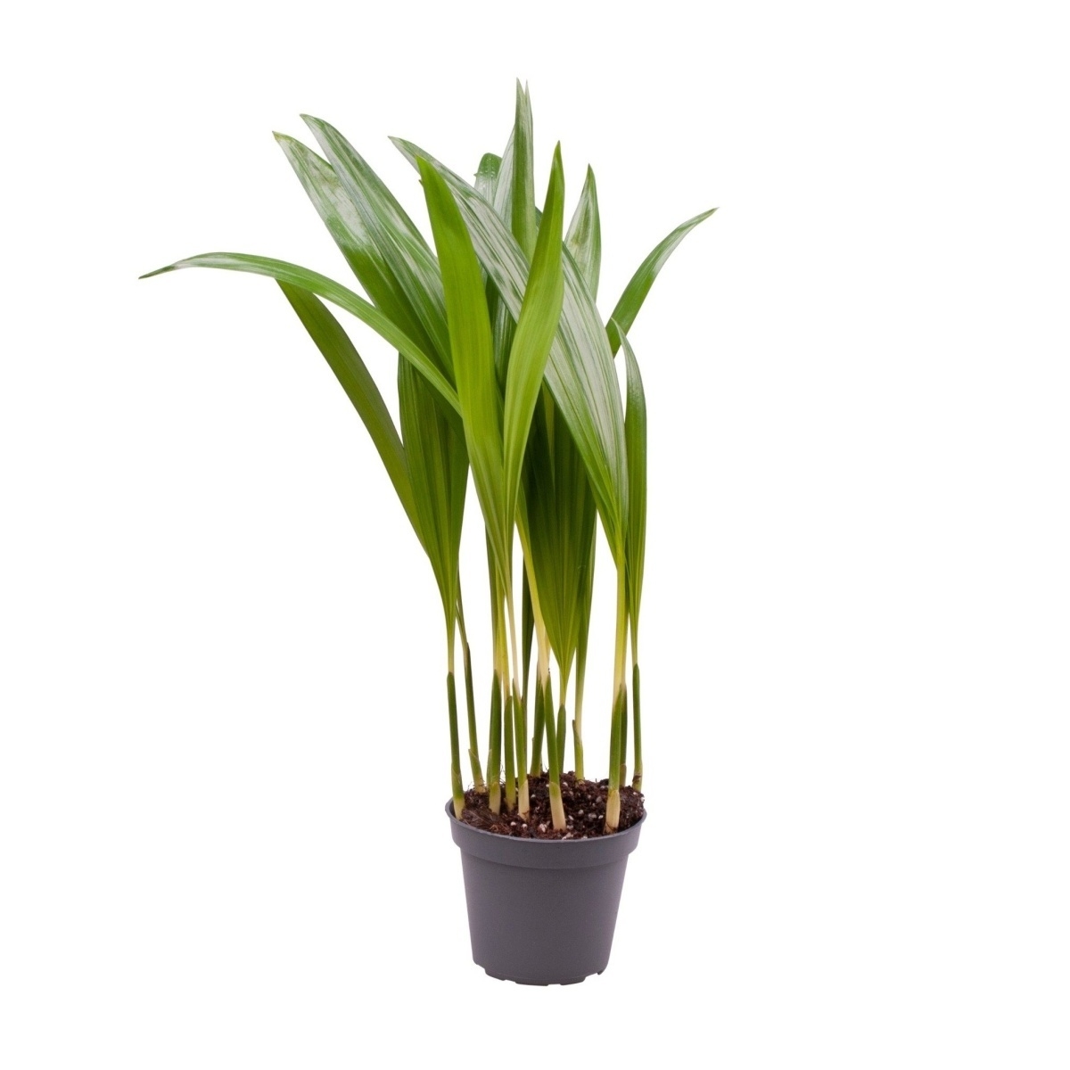 Okrasné pokojové rostliny - Areka květináč 6cm