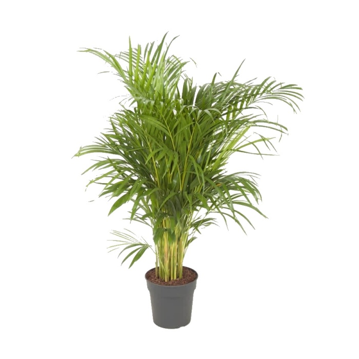 Pokojové rostliny okrasné listem - Areka výška 100cm, květináč 21cm