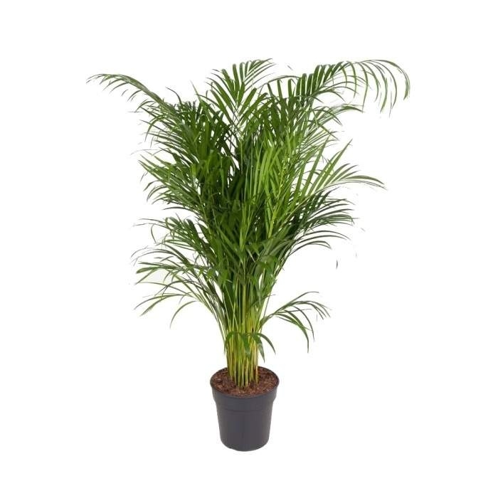 Okrasné pokojové rostliny - Areka výška 180cm, květináč 30cm