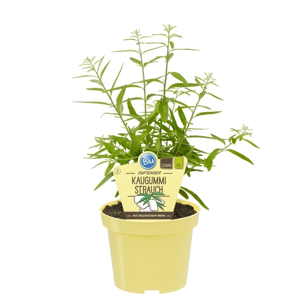 Bylinky - Argentínská máta BIO květináč 12cm