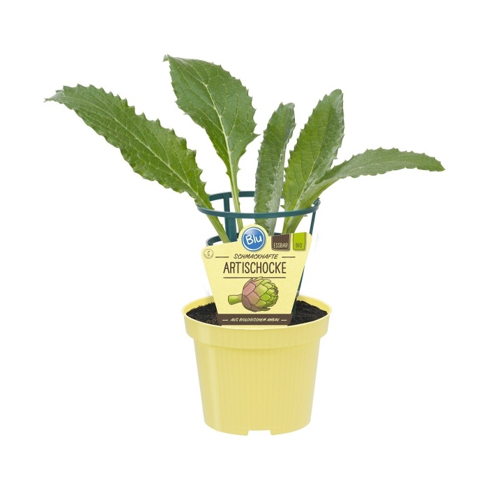 Bylinky - Artyčok 'Imperial Star' BIO květináč 12cm