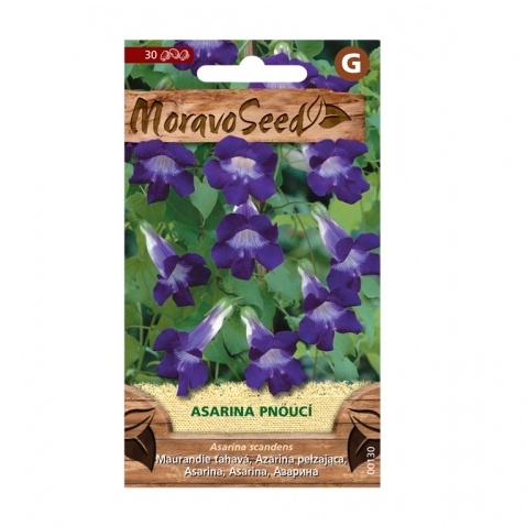 Osivo letniček - Asarina scandens fialová (MS)