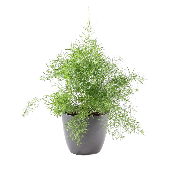Pokojové rostliny okrasné listem - Asparágus květináč 12cm