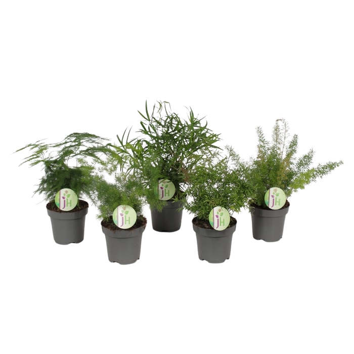 Okrasné pokojové rostliny - Asparágus mix květináč 12cm