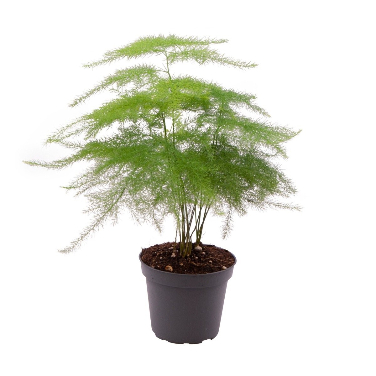 Okrasné pokojové rostliny - Asparágus mix květináč 6cm