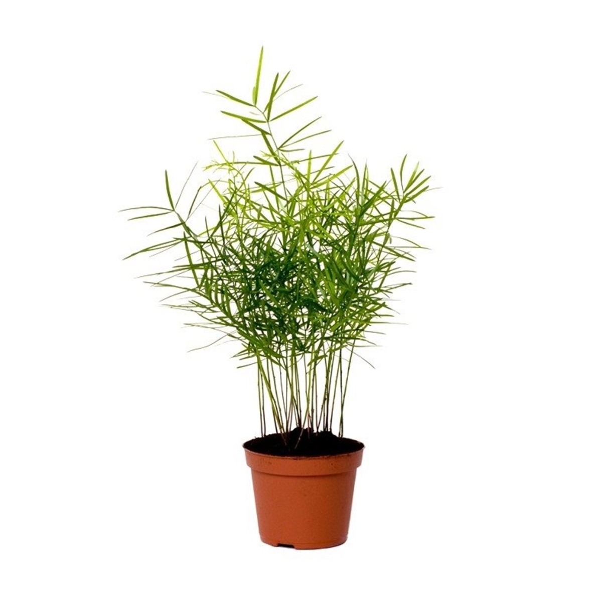 Asparágus mix květináč 6cm-0