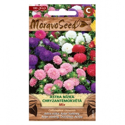 Osivo letniček - Astra čínská nízká směs (MS)