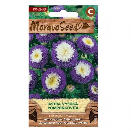 Osivo letniček - Astra čínská POMPON vysoká fialová (MS)