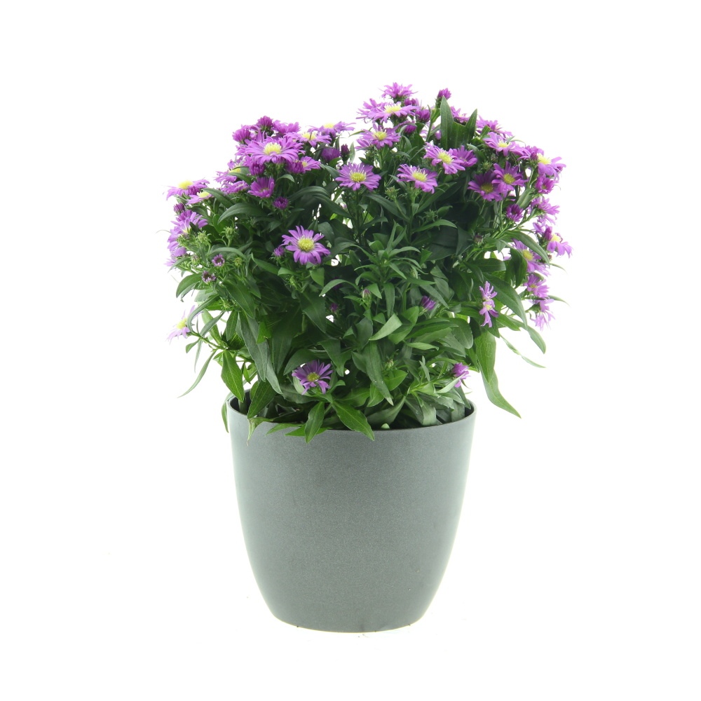 Rostliny - Astra novobelgická 12cm květináč