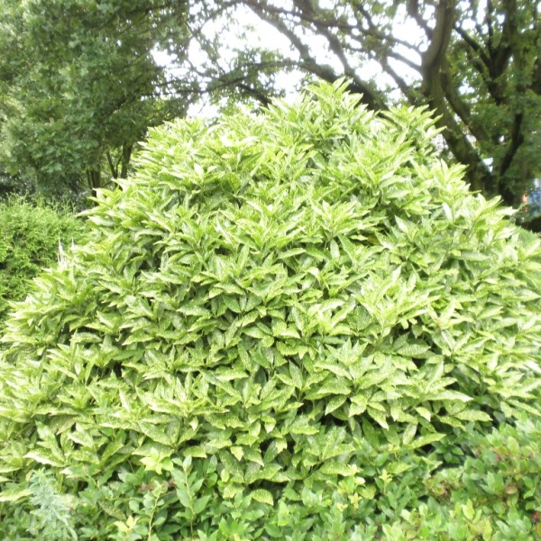 Nádobové květiny - Aukuba japonská 13cm