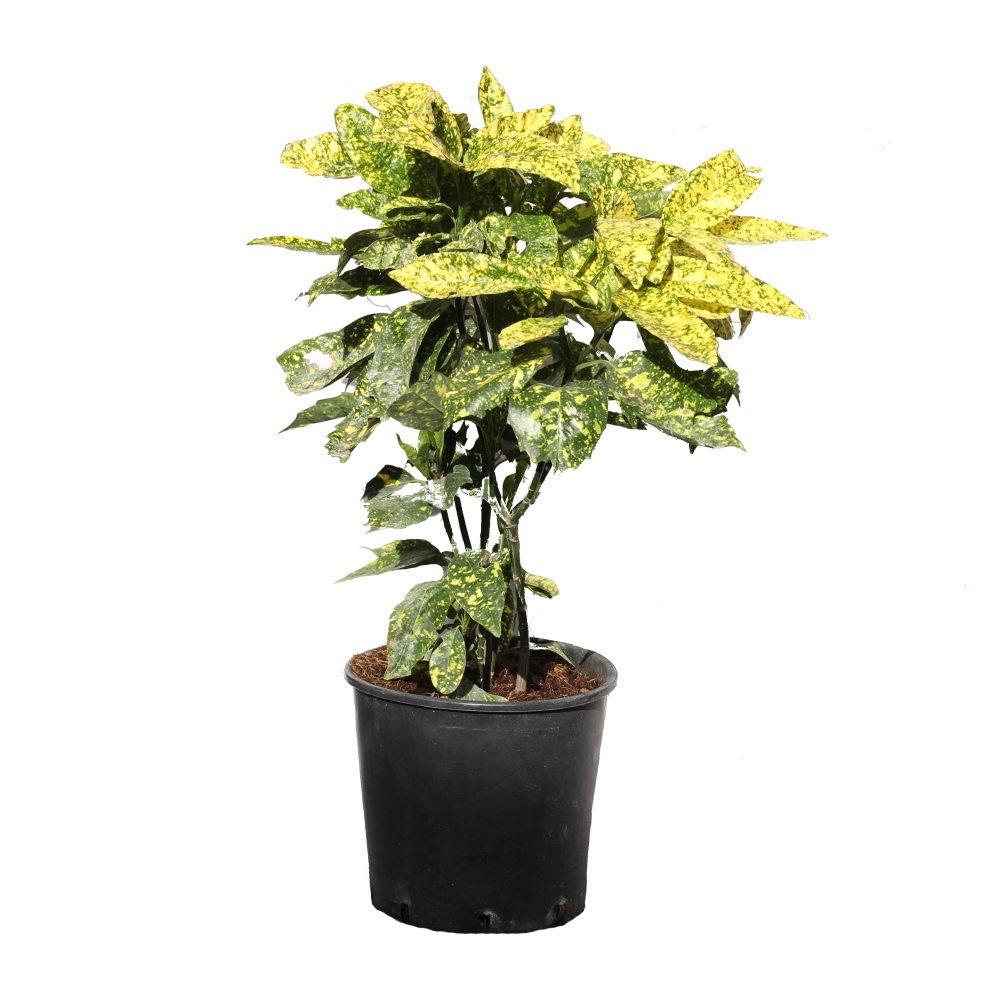 Nádobové květiny - Aukuba japonská Crotonifolia Gold květináč 10 litrů