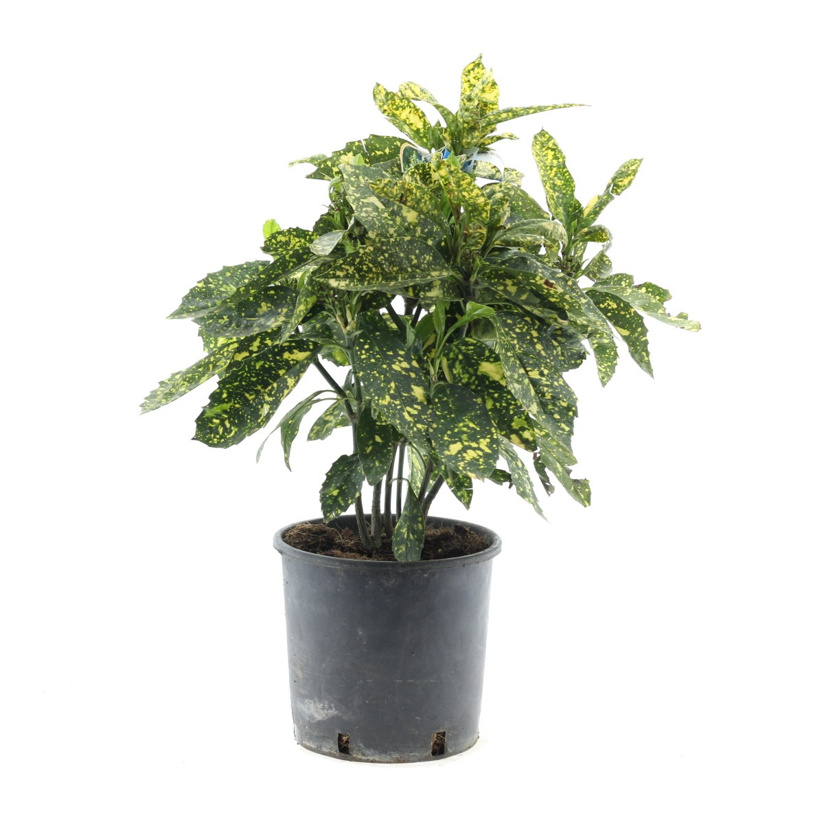 Nádobové květiny - Aukuba japonská Crotonifolia Gold květináč 5 litrů