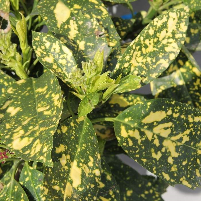 Nádobové květiny - Aukuba japonská Crotonifolia výška 125/150cm, květináč 35 litrů