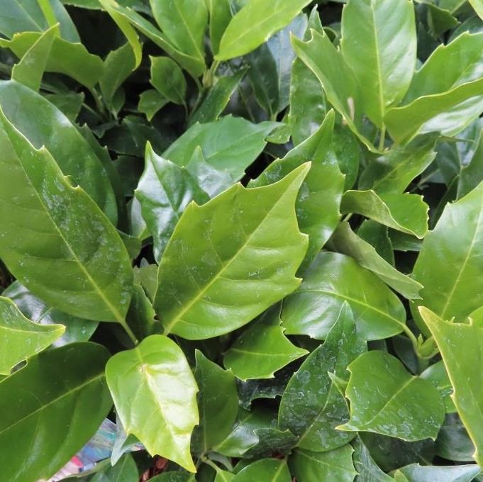 Nádobové květiny - Aukuba japonská 'Rozannie' květináč 2,5 litru, výška 20/30cm, keř