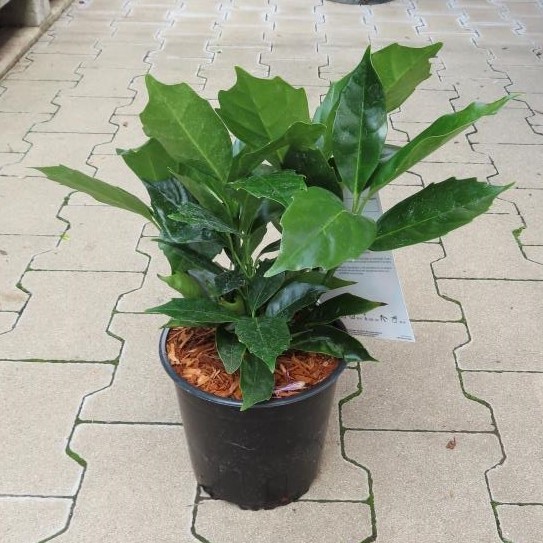 Aukuba japonská 'Rozannie' květináč 2,5 litru, výška 20/30cm, keř-0