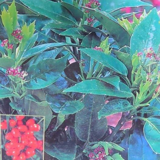 Aukuba japonská 'Rozannie' květináč 2,5 litru, výška 20/30cm, keř-1