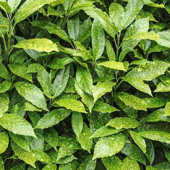 Nádobové květiny - Aukuba japonská 'Variegata' výška 20/30cm, květináč 2,5 litru