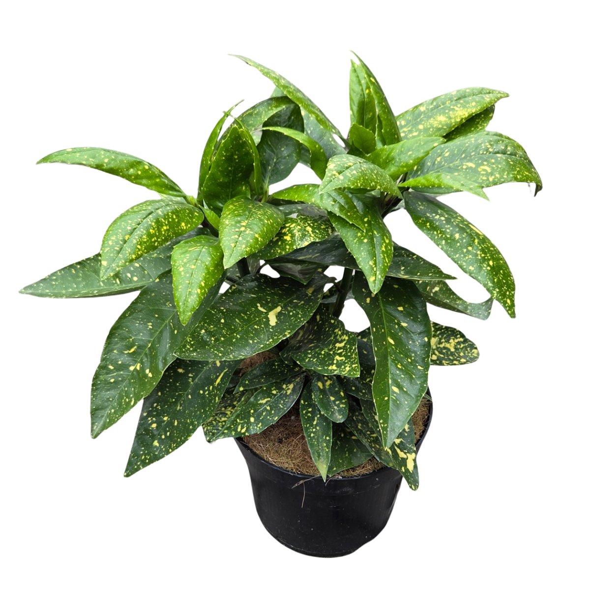 Nádobové květiny - Aukuba japonská 'Variegata' výška 20/30cm, květináč 2,5 litru
