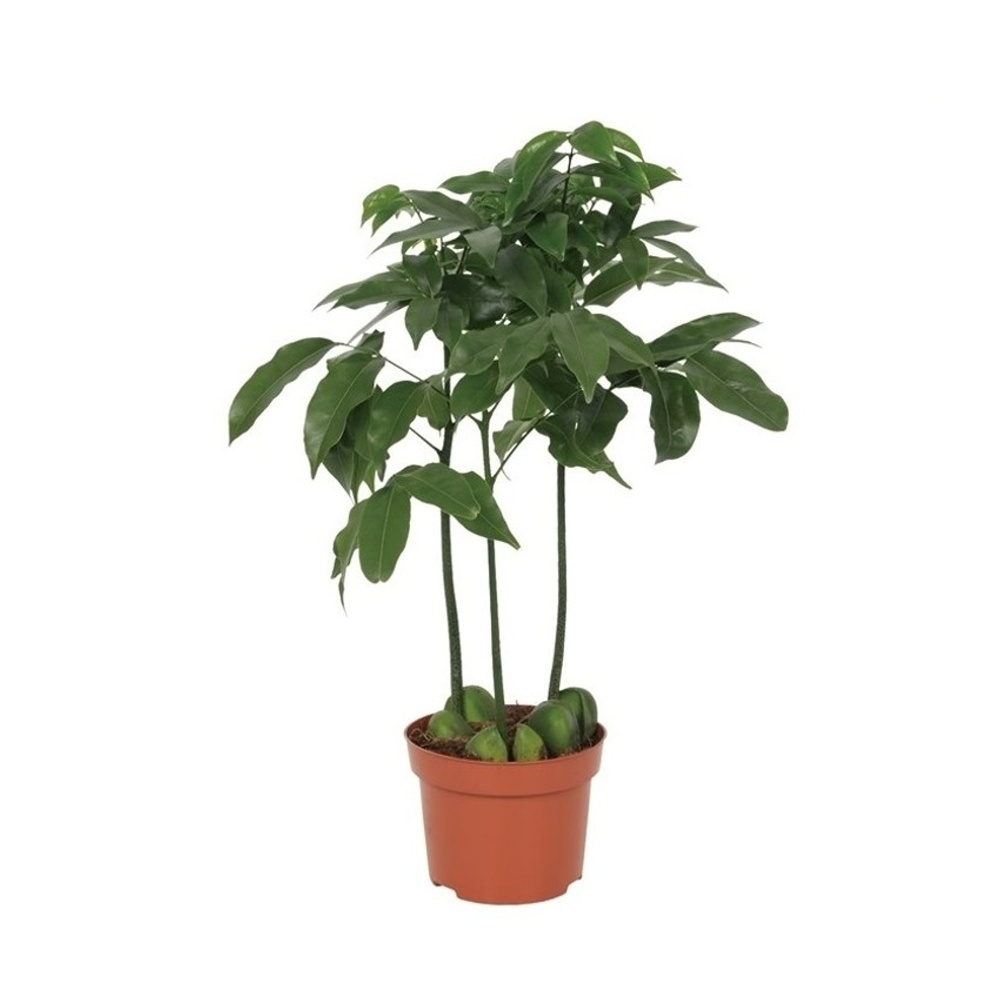 Okrasné pokojové rostliny - Australský kaštan květináč 12cm, výška 40cm