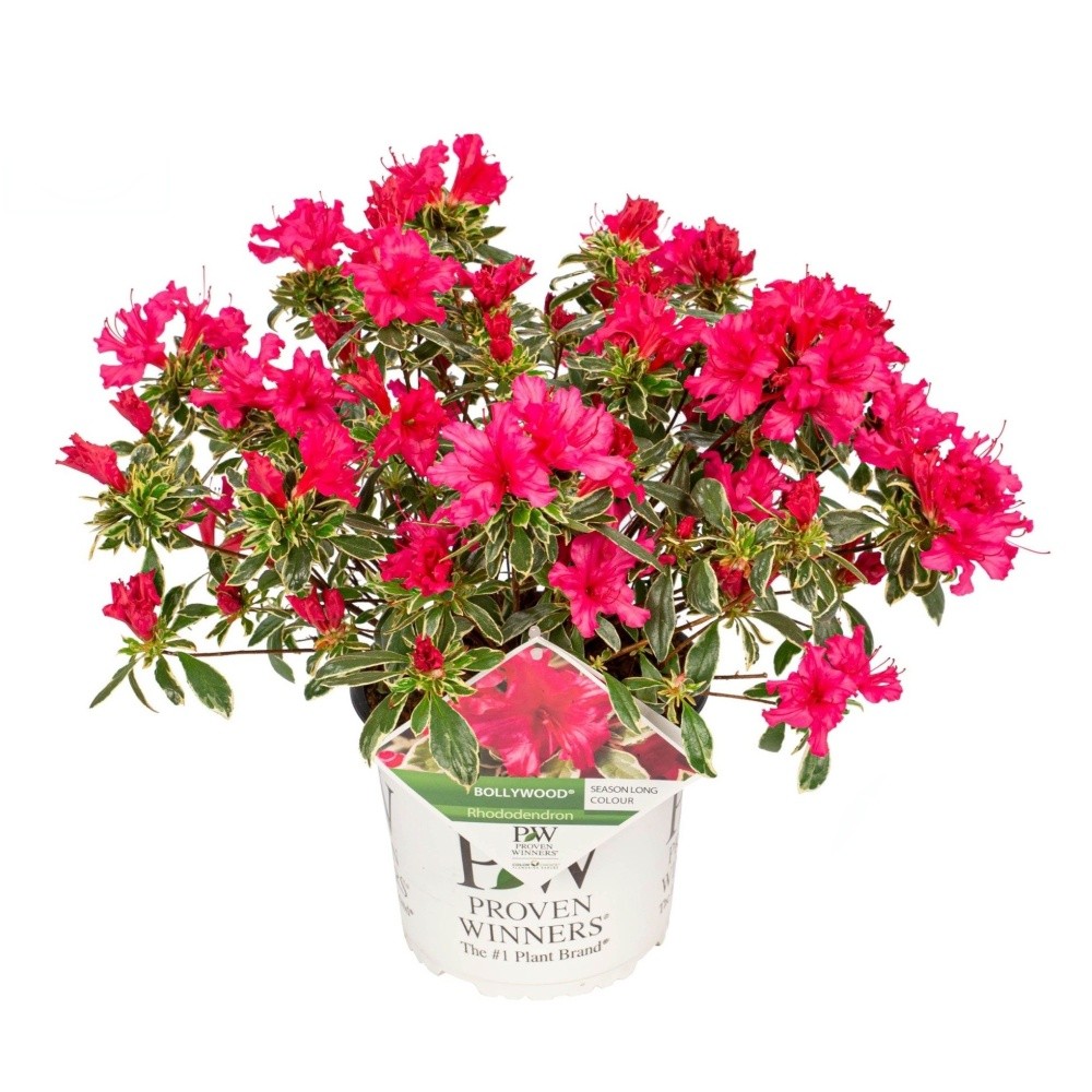 Pěnišníky a azalky - Azalka Bollywood květináč 3 litry