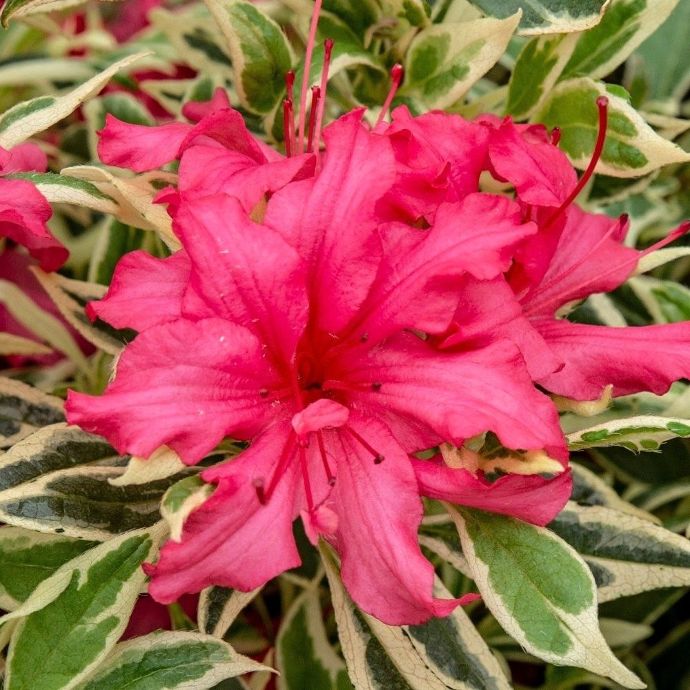 Azalka Bollywood květináč 3 litry-0