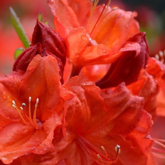 Rostliny - Azalka dřevitá 'Royal Command' výška 50/60cm, květináč 10 litrů