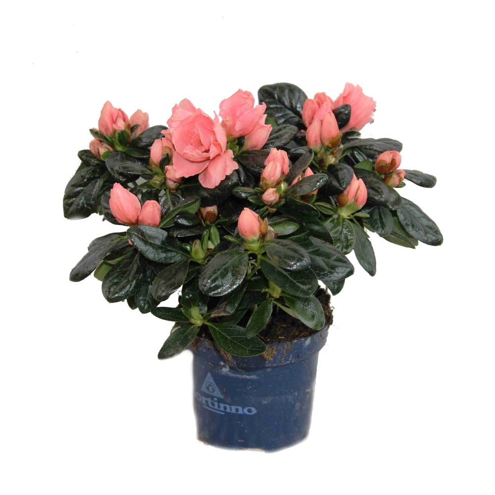 Kvetoucí pokojové rostliny - Azalka Hortinno mix květináč 9cm