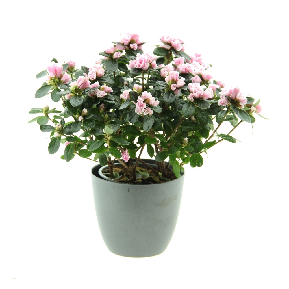 Pokojové rostliny okrasné květem - Azalka indická Hortinno mix květináč 14cm