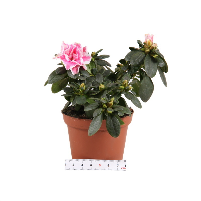 Kvetoucí pokojové rostliny - Azalka indická mix květináč 9cm