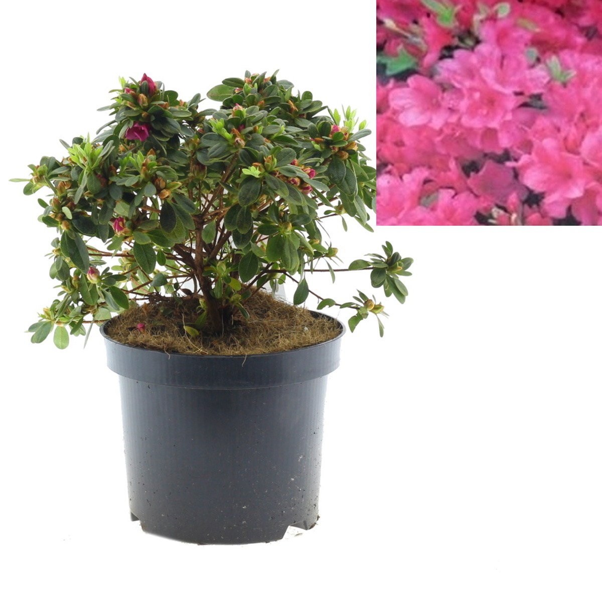 Pěnišníky a azalky - Azalka japonská Anne Frank výška 20/25cm, 2,5 litru