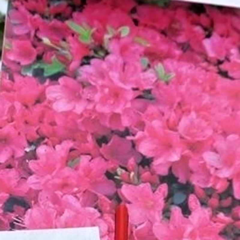 Azalka japonská Anne Frank výška 20/25cm, 2,5 litru-0