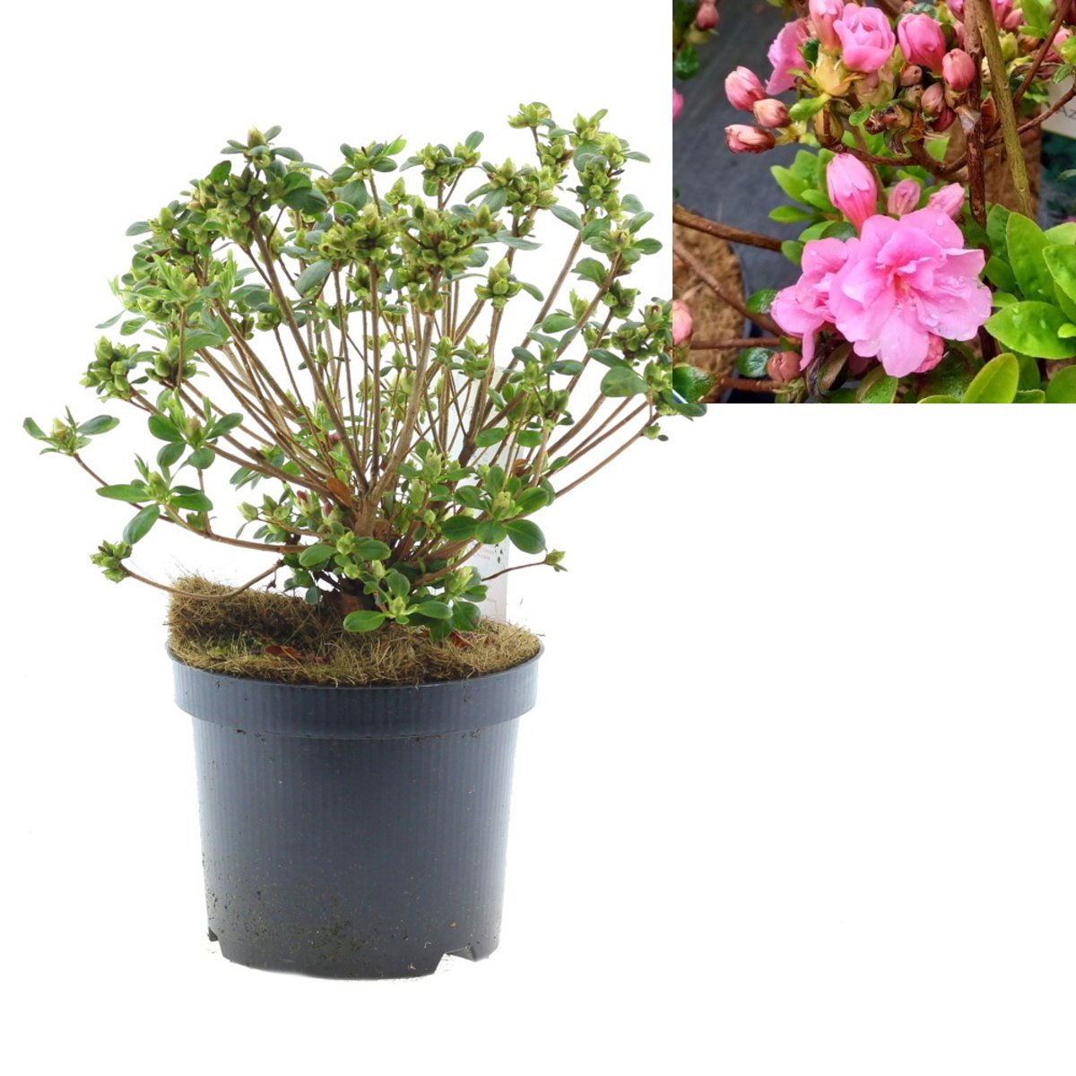 Pěnišníky a azalky - Azalka japonská Babuschka® květináč 2,5 litru