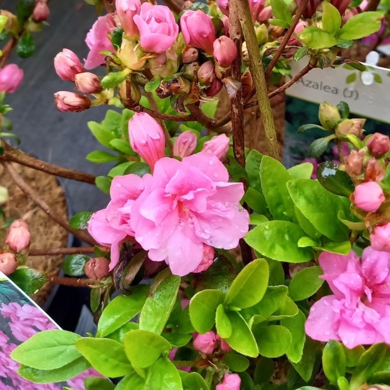 Azalka japonská Babuschka® květináč 2,5 litru-0