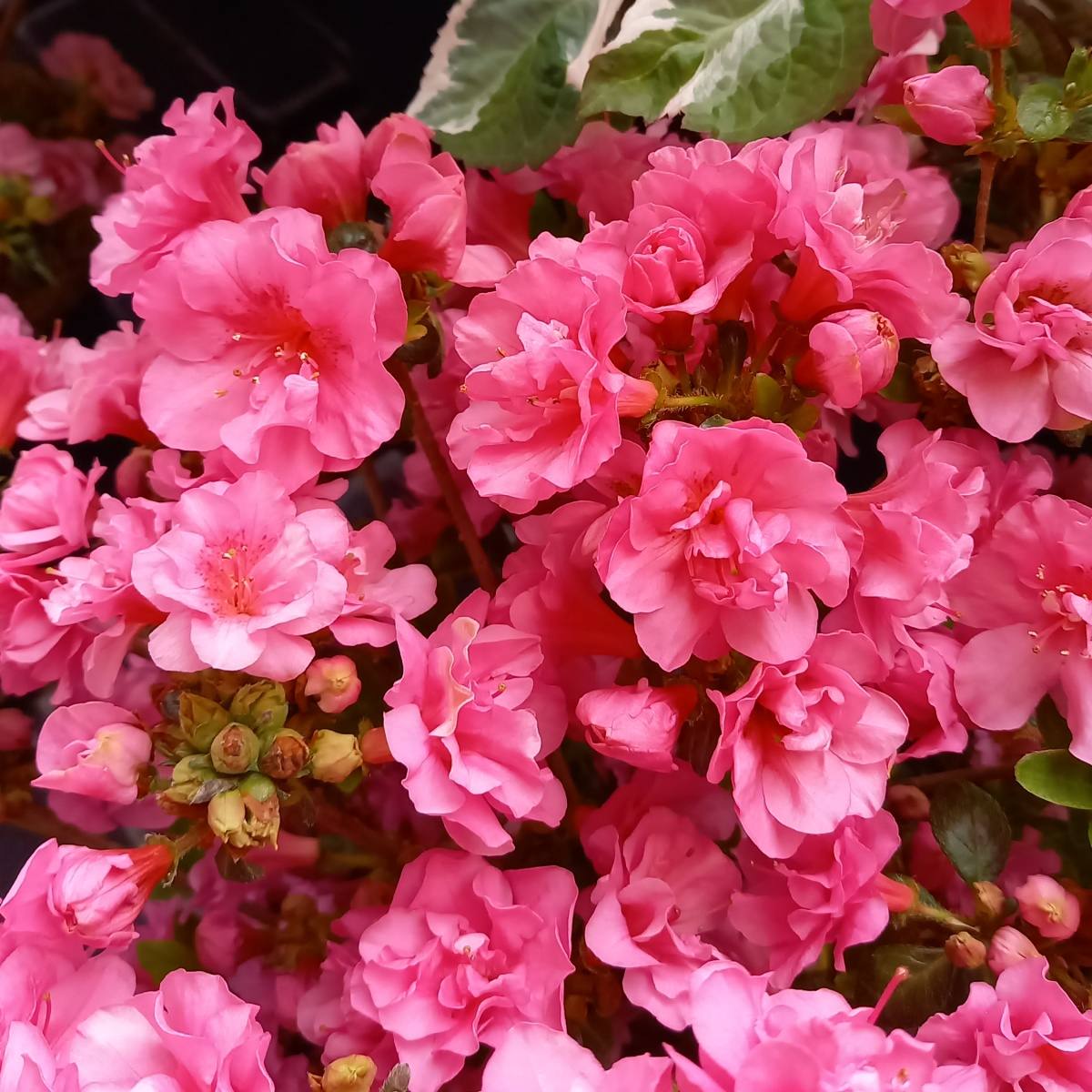 Azalka japonská Babuschka® květináč 2,5 litru-1