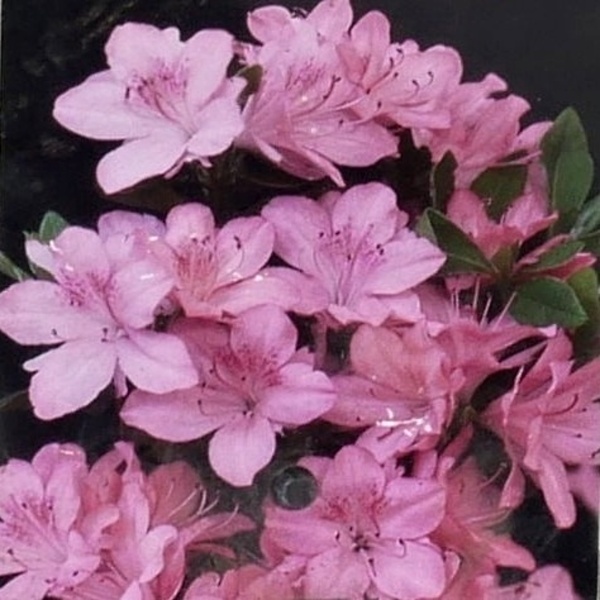 Rostliny - Azalka japonská 'Blaauw's Pink' 7 litrů