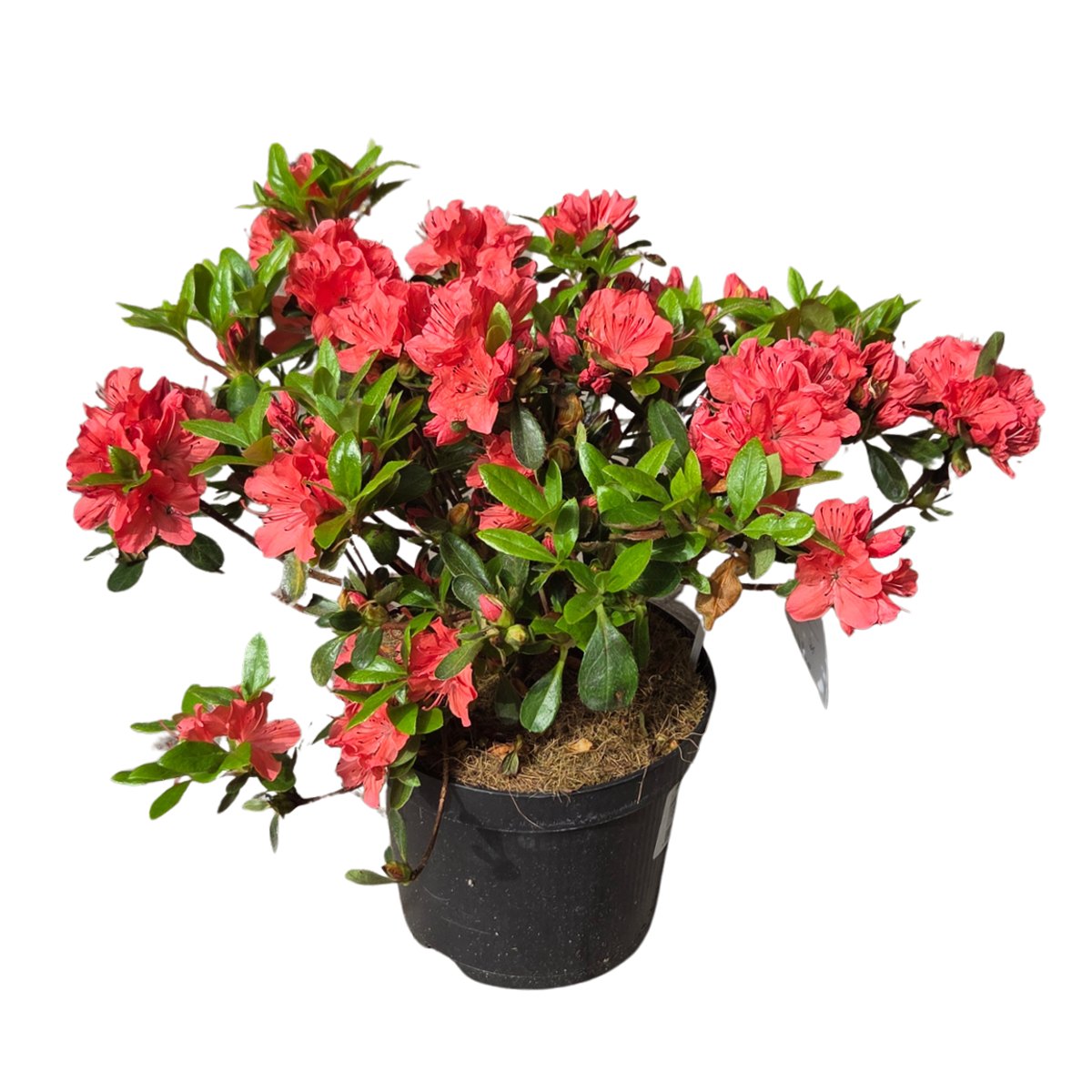 Pěnišníky a azalky - Azalka japonská 'Geisha Orange' květináč 2,5 litru, výška 20/25cm, keř