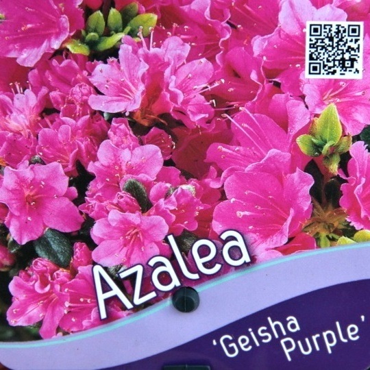 Pěnišníky a azalky - Azalka japonská 'Geisha Purple' květináč 2,5 litru, výška 20/25cm, keř