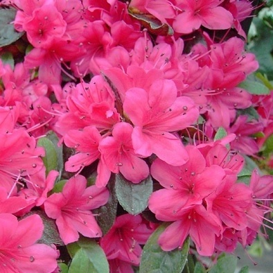 Rostliny - Azalka japonská 'Geisha Red' květináč 2,5 litru, výška 20/25cm, keř