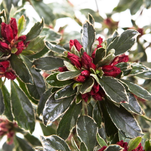 Pěnišníky a azalky - Azalka japonská 'Hot Shot Variegata' 7 litrů