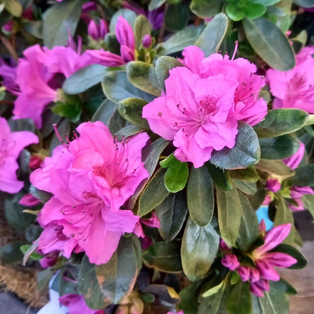 Azalka japonská Königstein květináč 2,5 litru, výška 20/30cm, keř-0