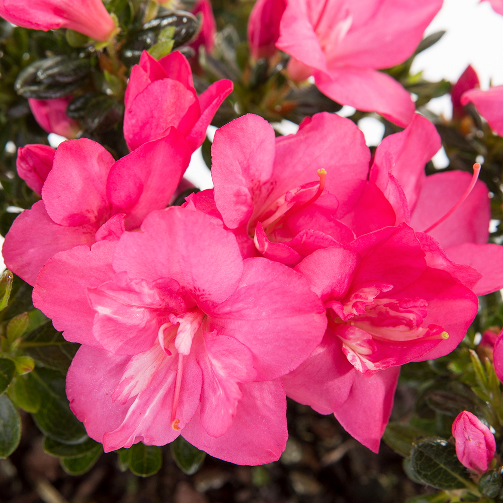 Rostliny - Azalka japonská květináč 13cm, výška 20/30cm, keř