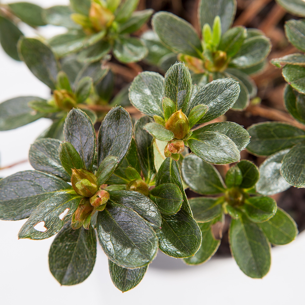 Azalka japonská květináč 13cm, výška 20/30cm, keř-0