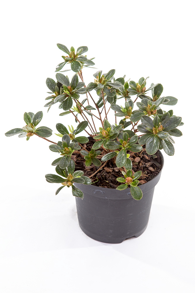 Azalka japonská květináč 13cm, výška 20/30cm, keř-2