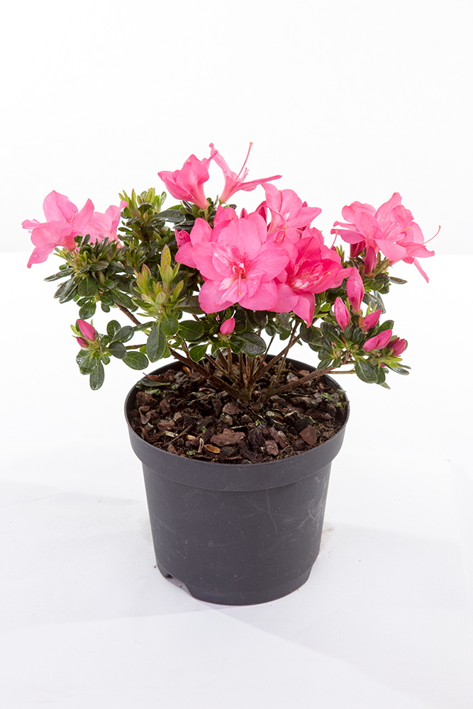 Azalka japonská květináč 13cm, výška 20/30cm, keř-4